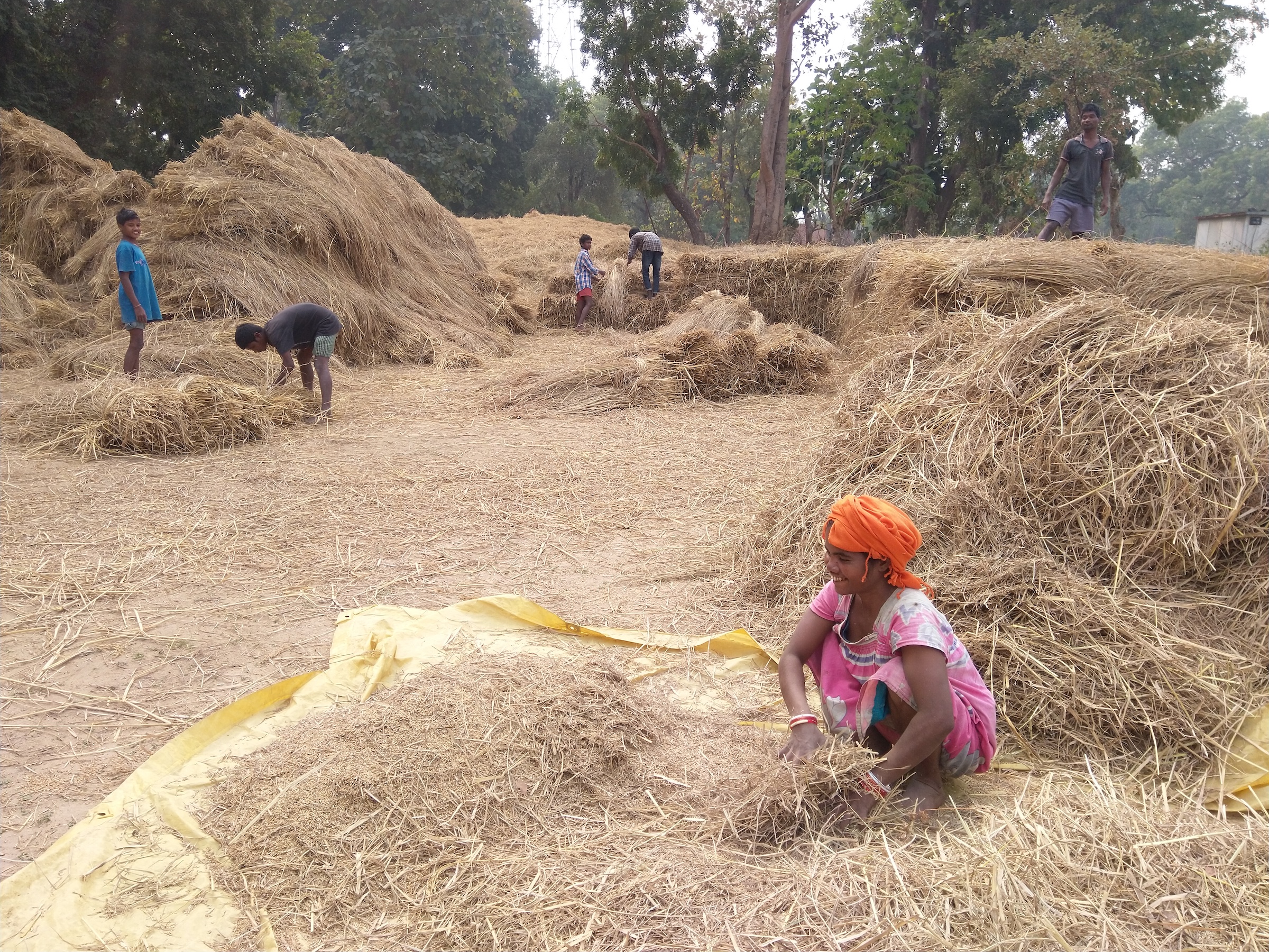 Threshing, Bharbharia, Jharkhand.